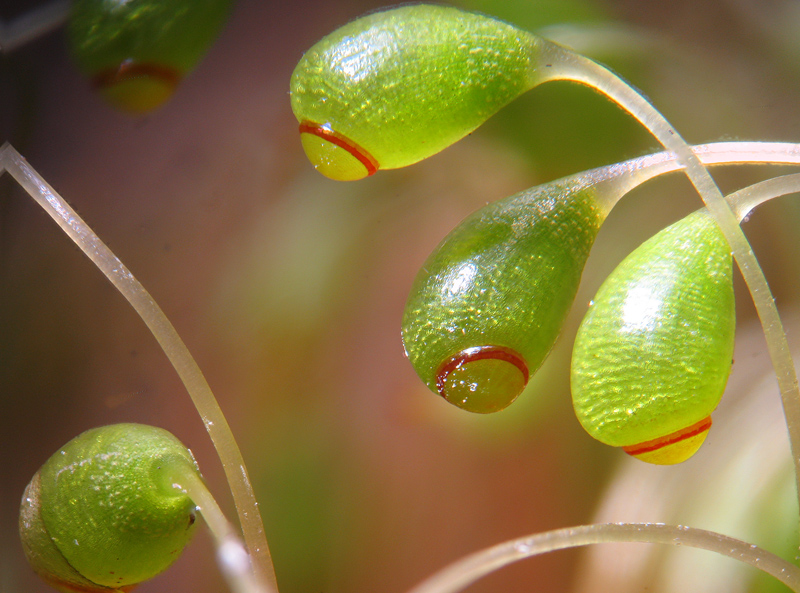 Funaria hygrometrica